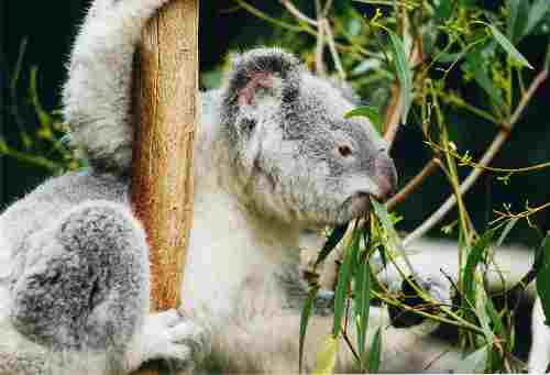 Koala 
